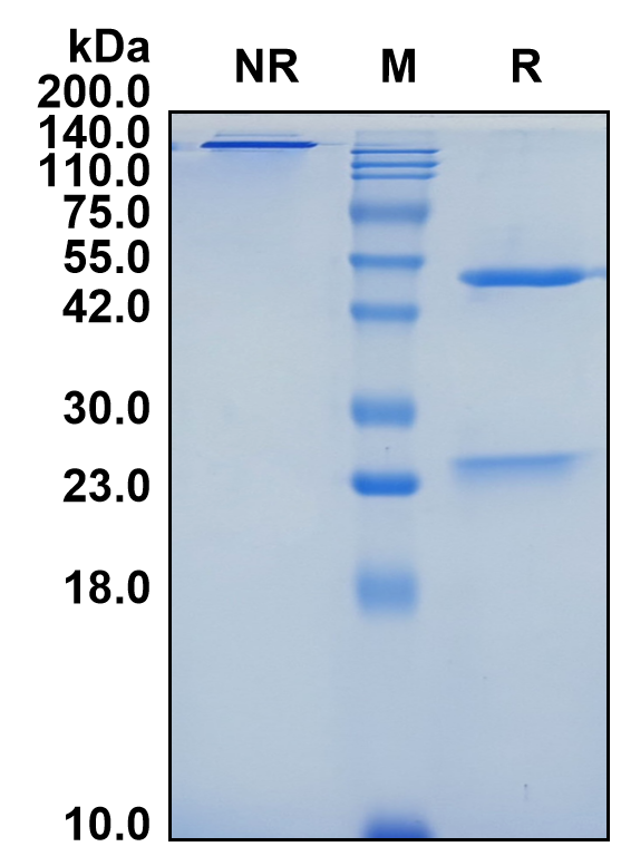 (Vilastobart)Biosimilar Reference Antibody(CTLA4/CD152)(CAS NO:2760549-50-4)