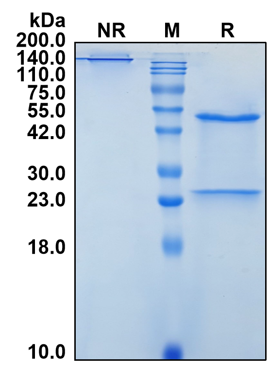 (Vipalanebart)Biosimilar Reference Antibody(ADCYAP1/PACAP)(CAS NO:2642173-04-2)