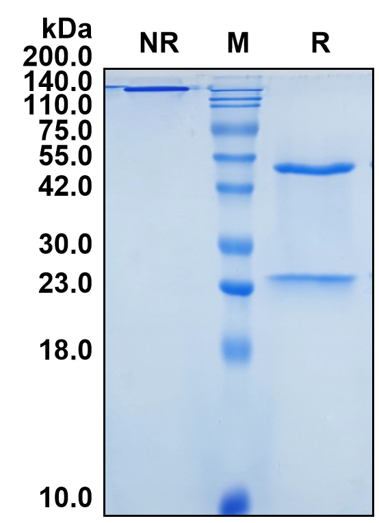 (Visilizumab)Biosimilar Reference Antibody(CD3E)(CAS NO:219716-33-3)