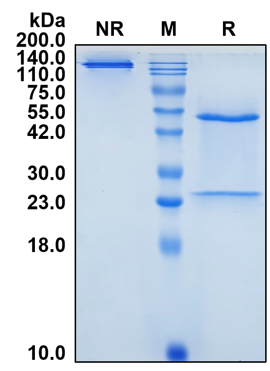 (Visugromab)Biosimilar Reference Antibody(GDF15/MIC1)(CAS NO:2556646-63-8)