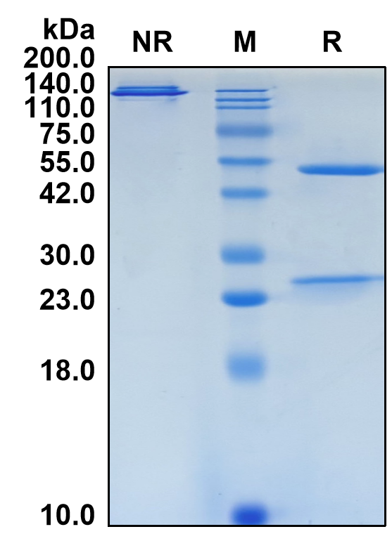 (Vobramitamab)Biosimilar Reference Antibody(B7H3/CD276)(CAS NO:2490556-50-6)