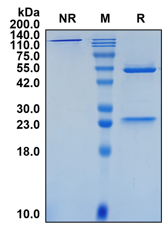 (Vofatamab)Biosimilar Reference Antibody(FGFR3/CD333)(CAS NO:1312305-12-6)