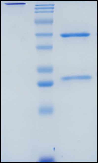 (Volagidemab)Biosimilar Reference Antibody