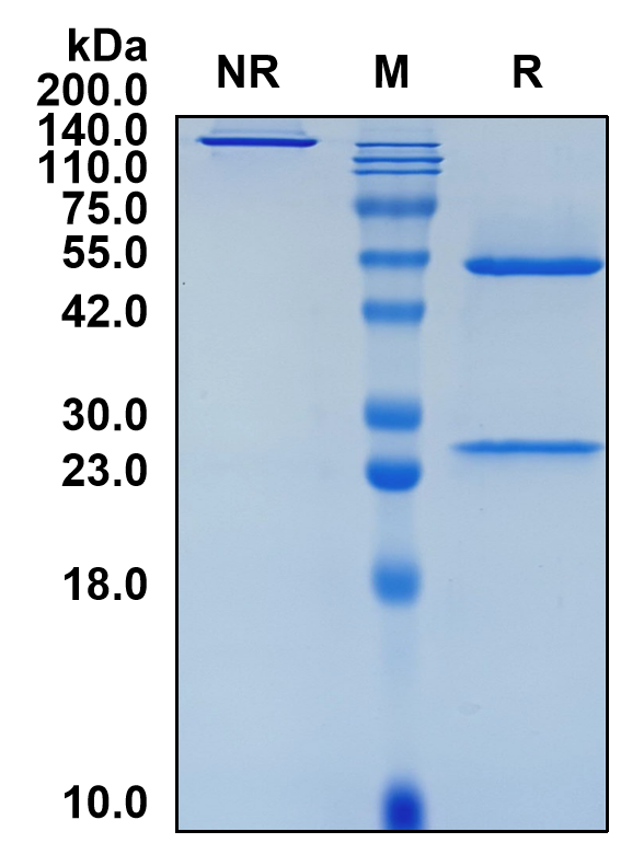 (Volociximab)Biosimilar Reference Antibody(ITGA5B1)(CAS NO:558480-40-3)