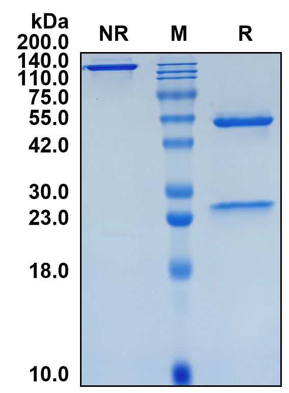 (Vonlerolizumab)Biosimilar Reference Antibody(TNFRSF4/CD134/OX40)(CAS NO:1638935-72-4)
