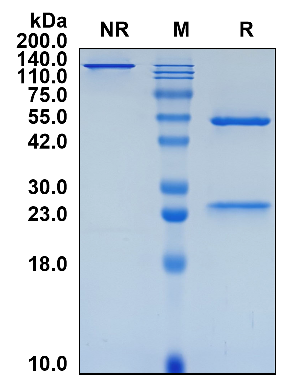 (Vopikitug)Biosimilar Reference Antibody(IL2RA/CD25)(CAS NO:2733581-99-0)