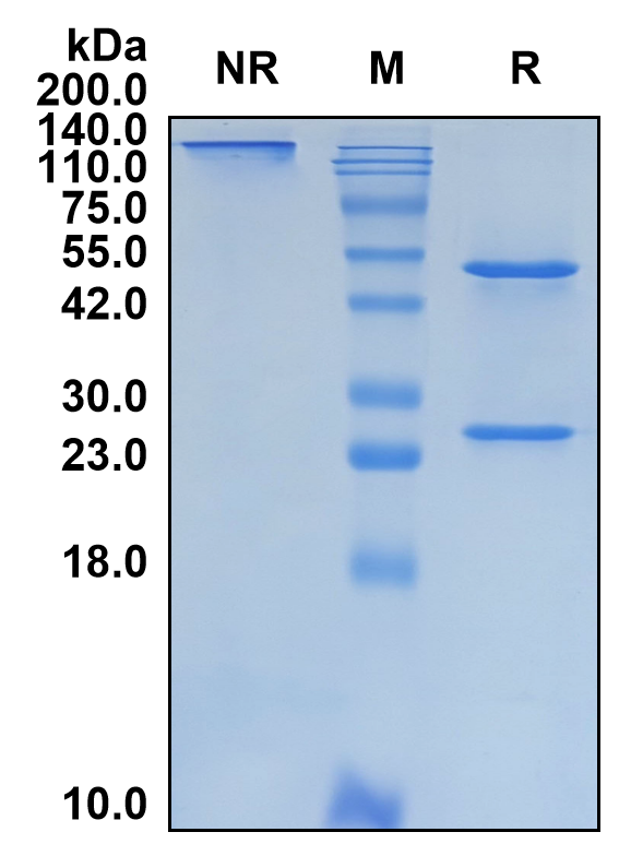 (Vulinacimab)Biosimilar Reference Antibody(KDR/CD309/VEGFR2)(CAS NO:2250342-36-8)