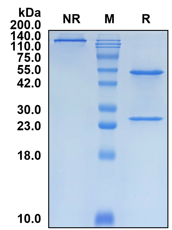 (Xeligekimab)Biosimilar Reference Antibody(IL17A)(CAS NO:2382921-73-3)