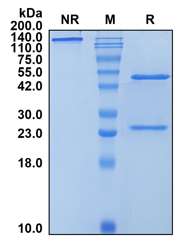 (Xentuzumab)Biosimilar Reference Antibody(IGF1 and IGF2)(CAS NO:1417158-65-6)