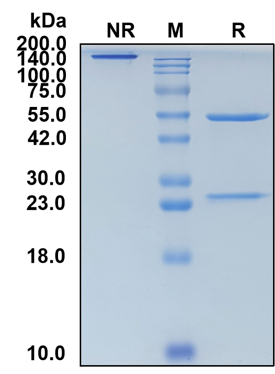 (Zalifrelimab)Biosimilar Reference Antibody(CTLA4/CD152)(CAS NO:2148321-69-9)