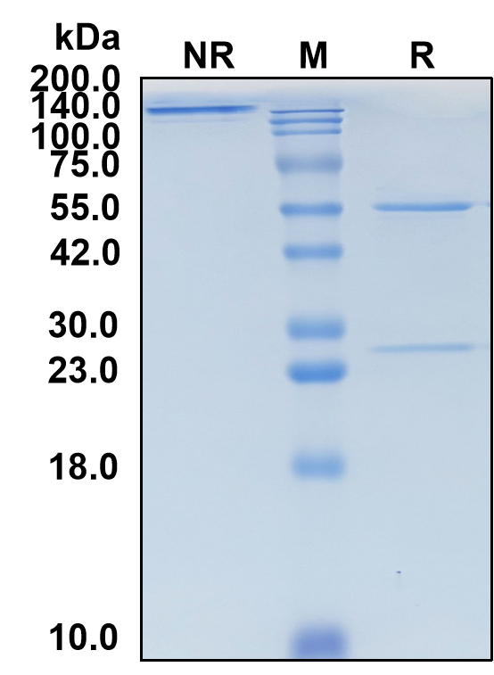 (Zamerovimab)Biosimilar Reference Antibody(Rabies Virus Spike Glycoprotein G)(CAS NO:2419087-87-7)