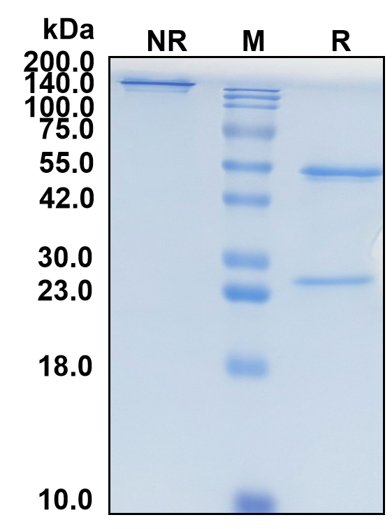 (Zampilimab)Biosimilar Reference Antibody(TGM2)(CAS NO:2098280-42-1)