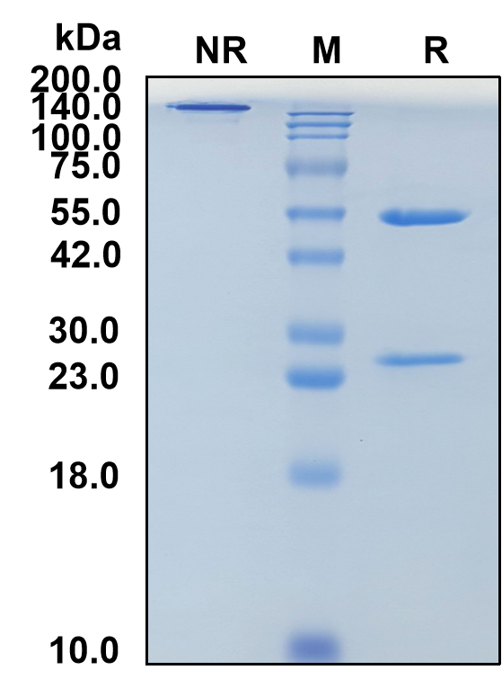 (Zelminemab)Biosimilar Reference Antibody(ADCYAP1R1/PAC1)(CAS NO:2225850-33-7)