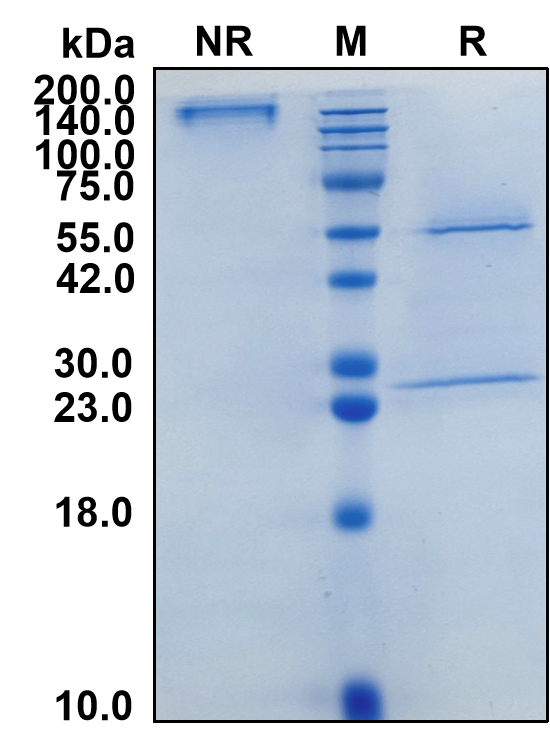 (Zeluvalimab)Biosimilar Reference Antibody(PDCD1/CD279/PD1)(CAS NO:2315361-37-4)