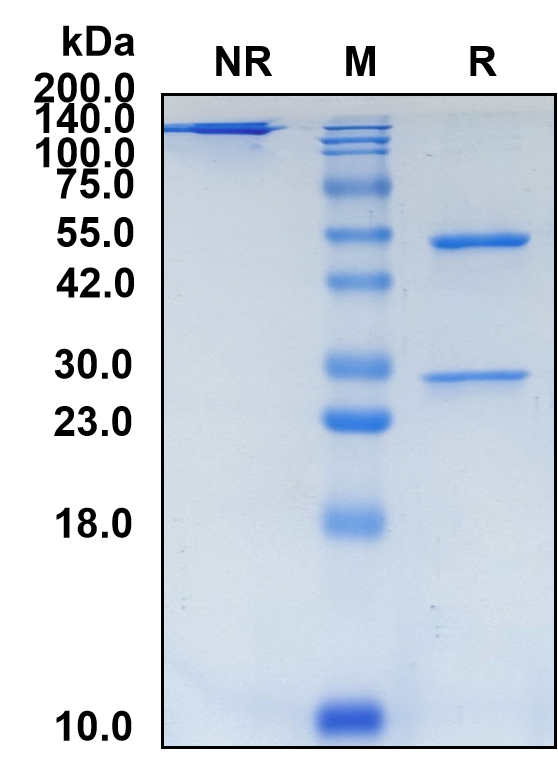 (Zilovertamab)Biosimilar Reference Antibody(ROR1)(CAS NO:2485779-13-1)