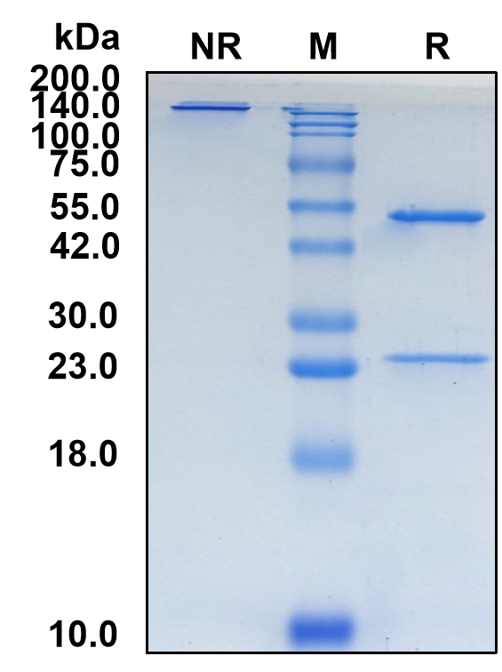 (Zimberelimab)Biosimilar Reference Antibody(PDCD1/CD279/PD1)(CAS NO:2259860-24-5)
