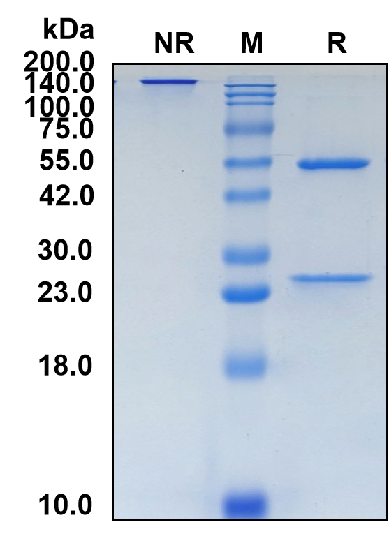 (Zinlirvimab)Biosimilar Reference Antibody(HIV-1 gp120 V3)(CAS NO:2417213-75-1)