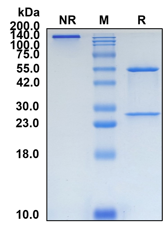(Zolbetuximab)Biosimilar Reference Antibody(CLDN18)(CAS NO:1496553-00-4)