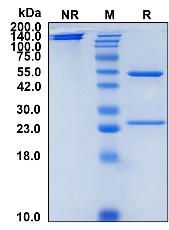 (Zovostotug)Biosimilar Reference Antibody(CD163)(CAS NO:2756228-84-7)