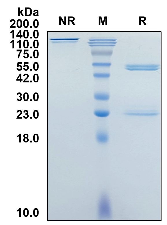 Anti-Human CD274/PDL1/B7H1 Antibody (22C3)