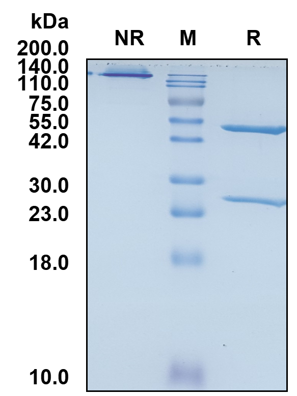 Anti-Human CEACAM-1/CD66a Reference Antibody (CM-24)(CAS NO:1783801-93-3)