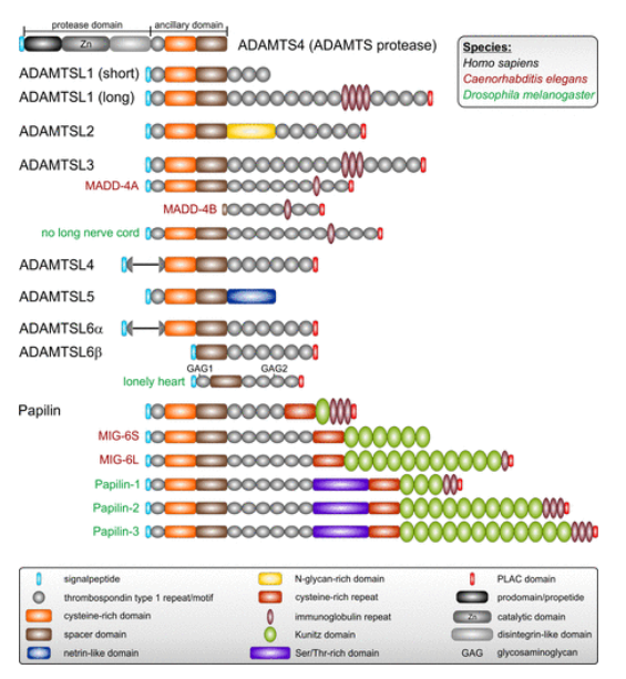 ADAMTS-like protein 5