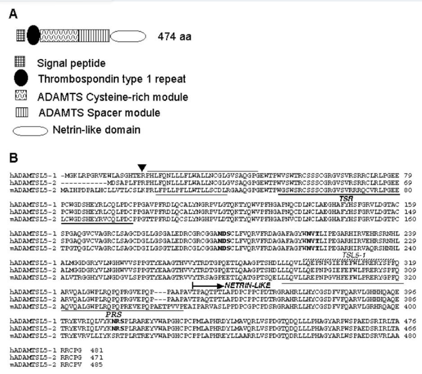 ADAMTS-like protein 5
