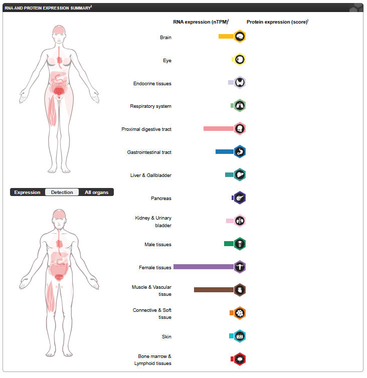 ADAMTS-like protein 5