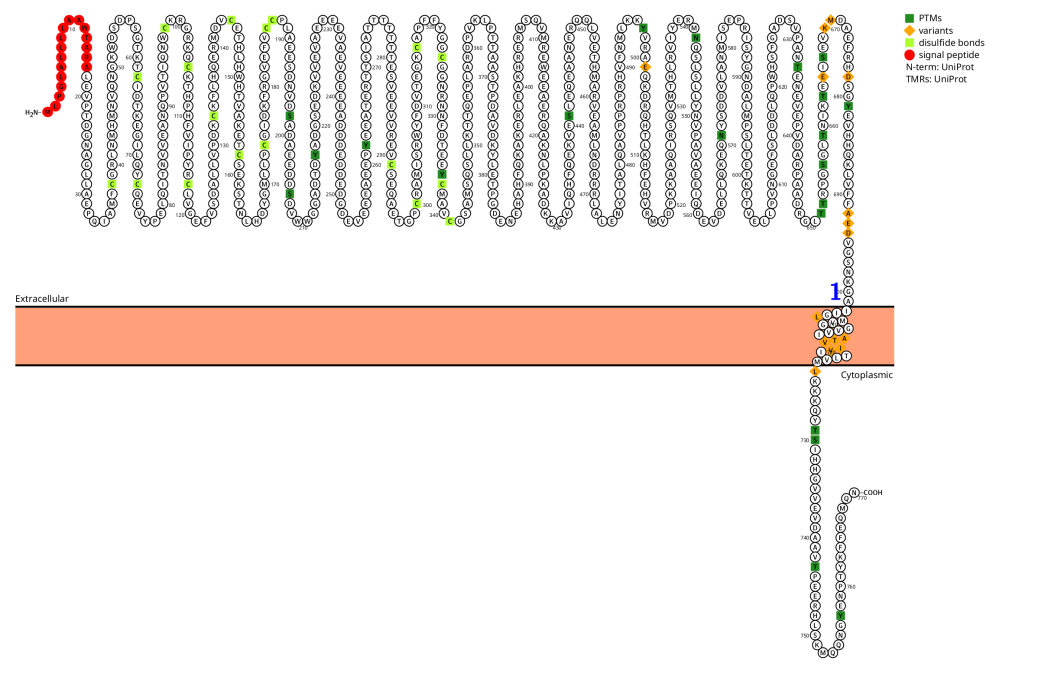 Amyloid precursor protein APP