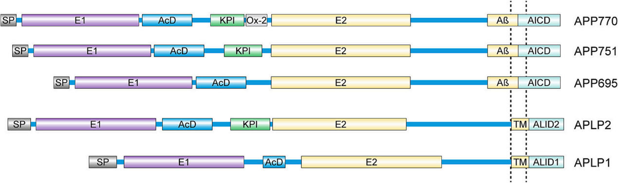 Amyloid precursor protein APP