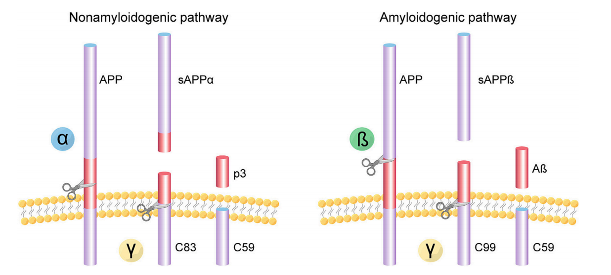 Amyloid precursor protein APP