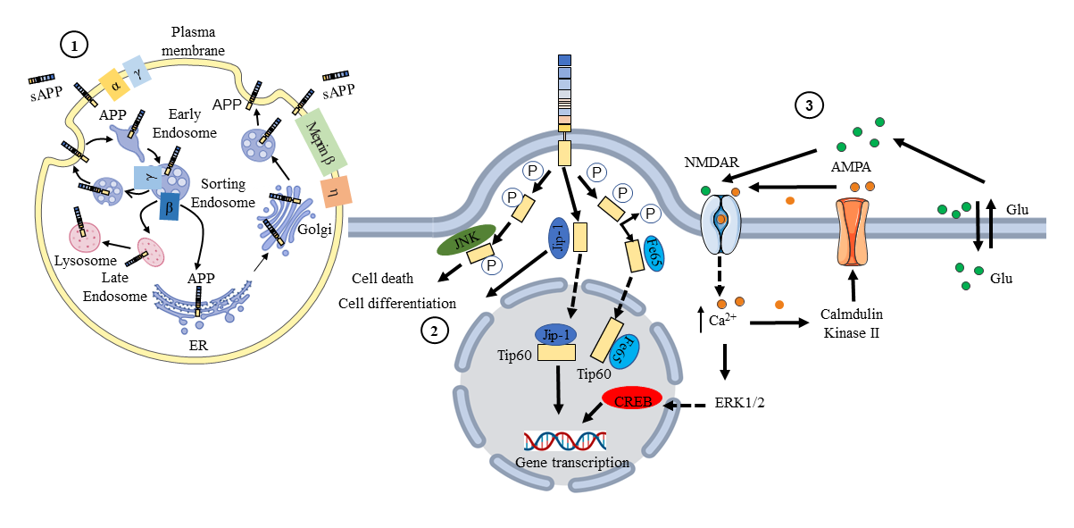 Amyloid precursor protein APP