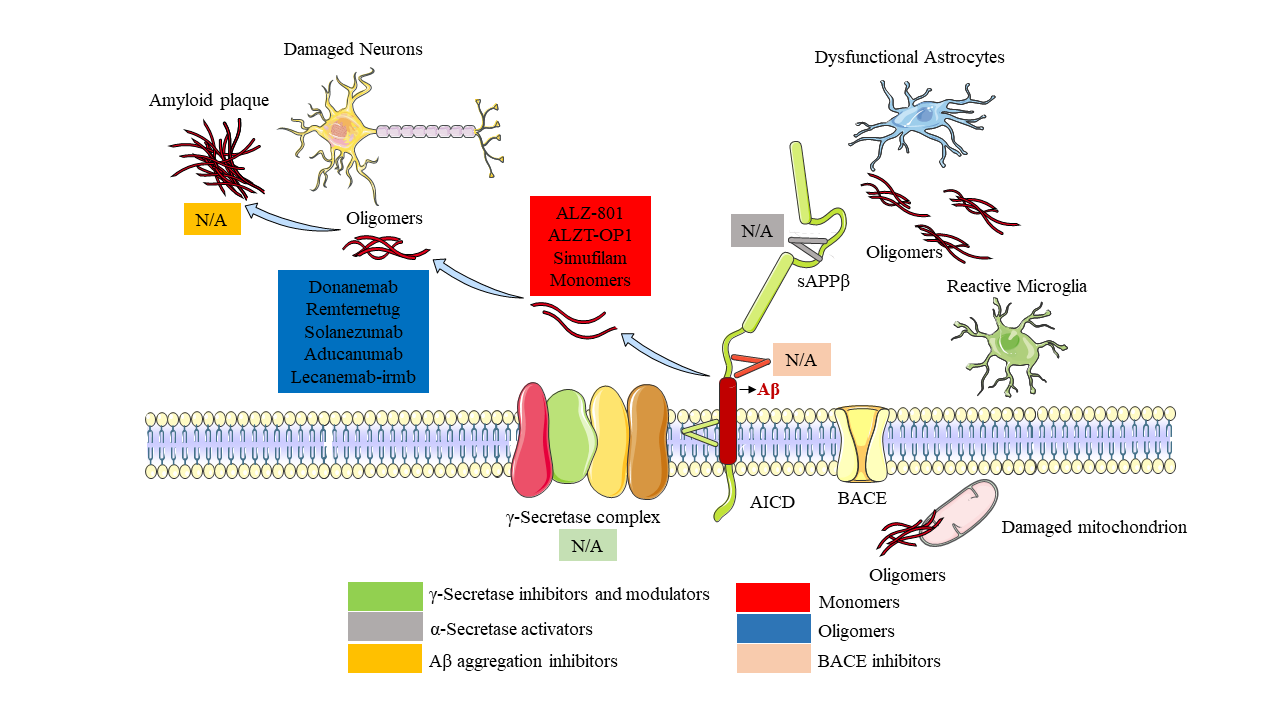 Amyloid precursor protein APP