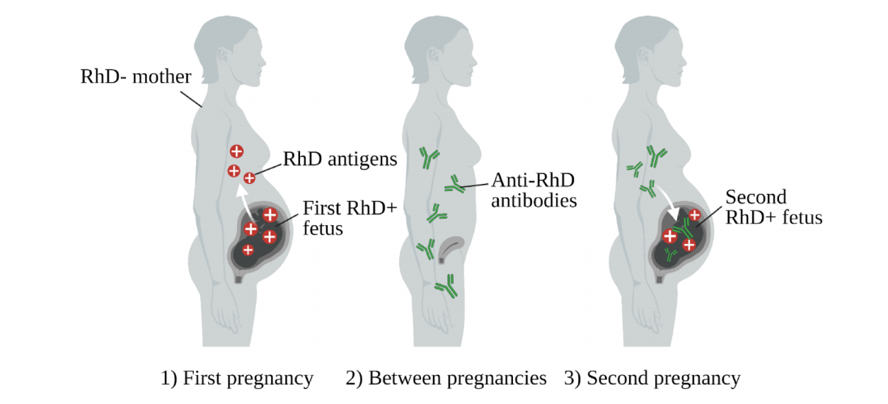 Blood Group Antigen RHD