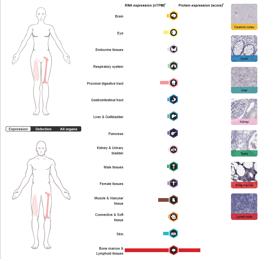 Blood Group Antigen RHD