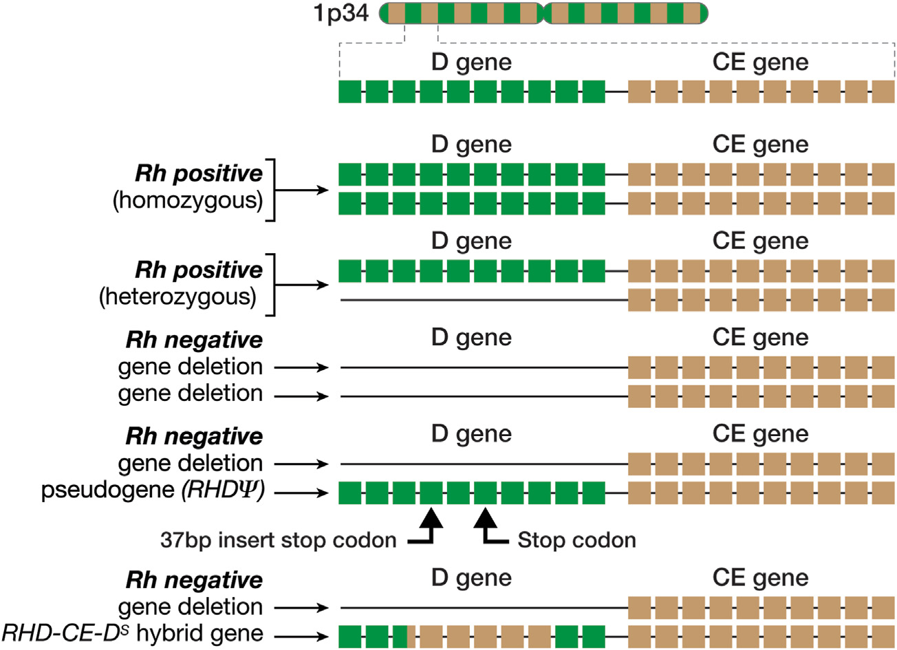 Blood Group Antigen RHD