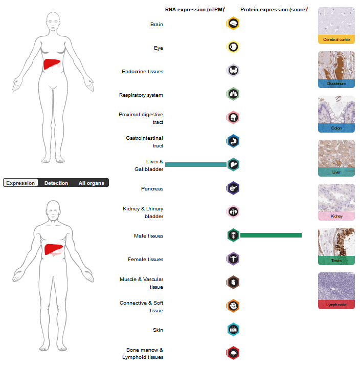 Calcium dependent agglutinin APCS