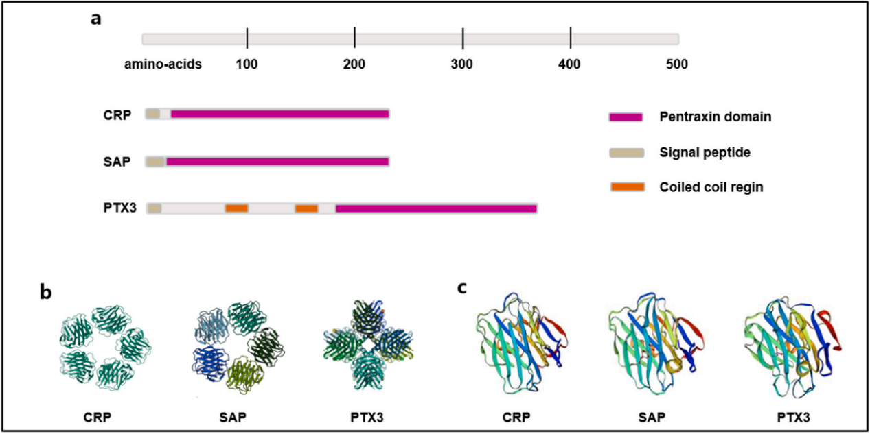 Calcium dependent agglutinin APCS