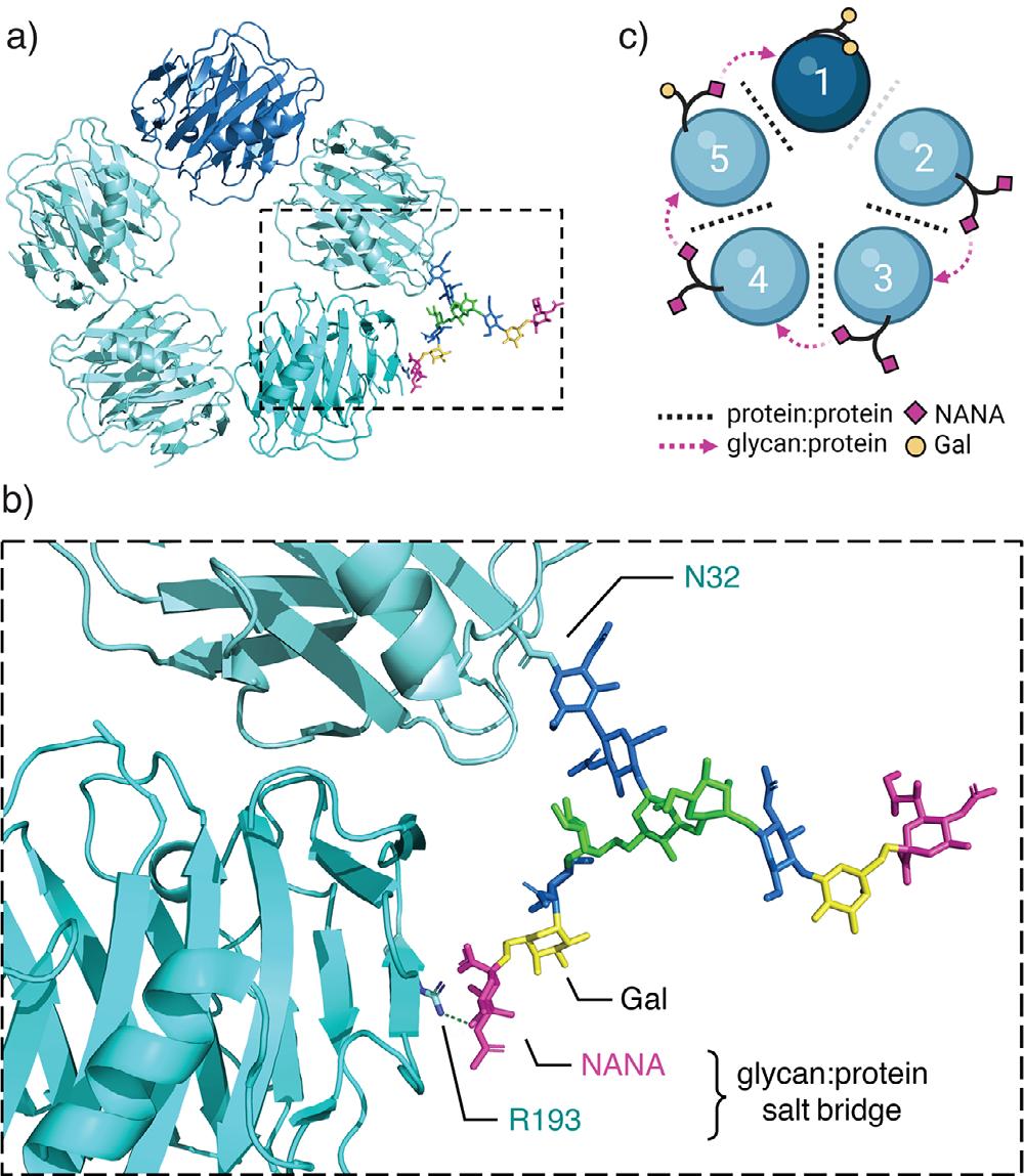 Calcium dependent agglutinin APCS