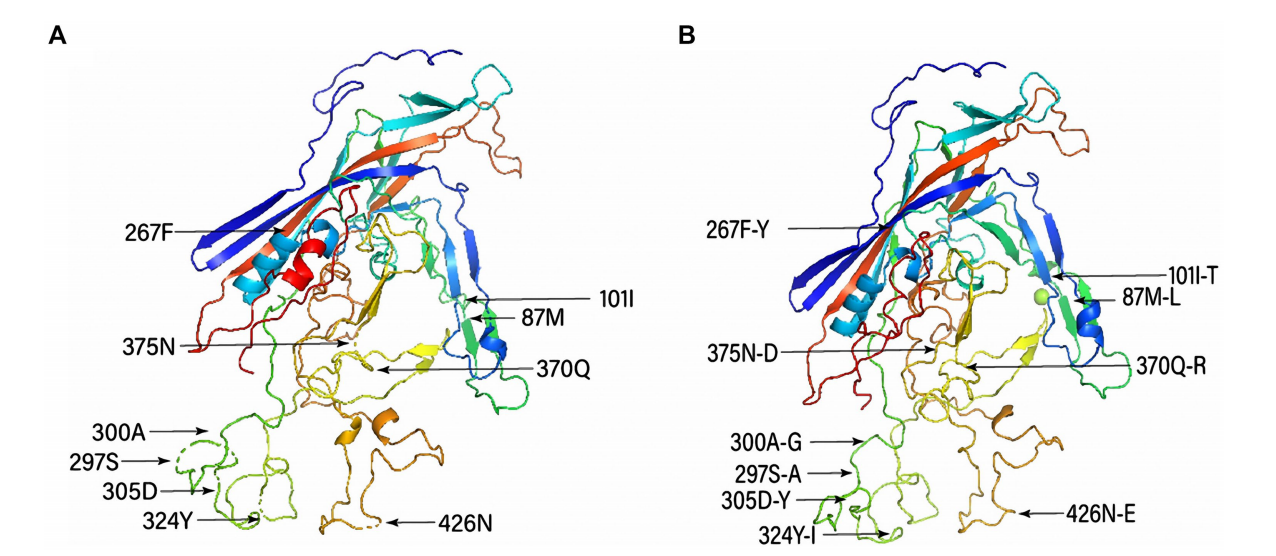 Canine Parvovirus CPV Canine Parvovirus CPV