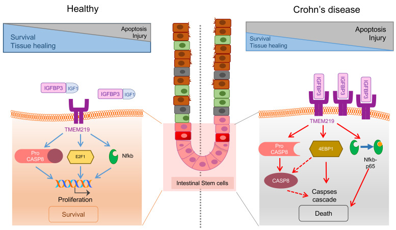 Cell death receptor TMEM219