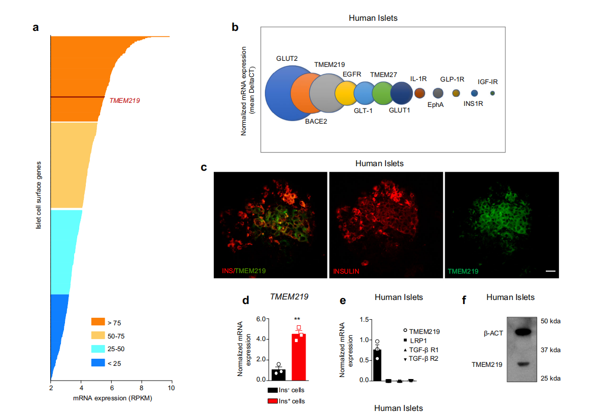 Cell death receptor TMEM219