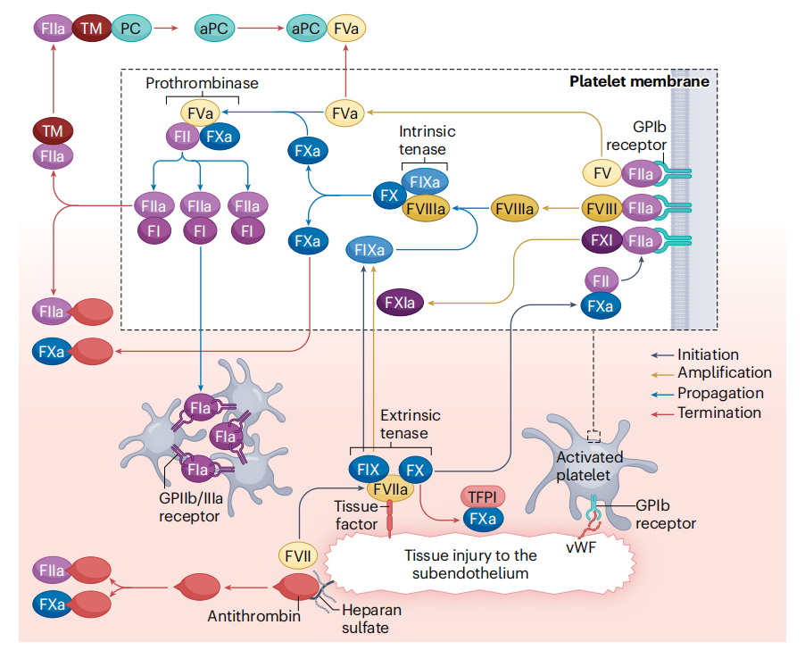 Coagulation factor F11 Coagulation factor F11