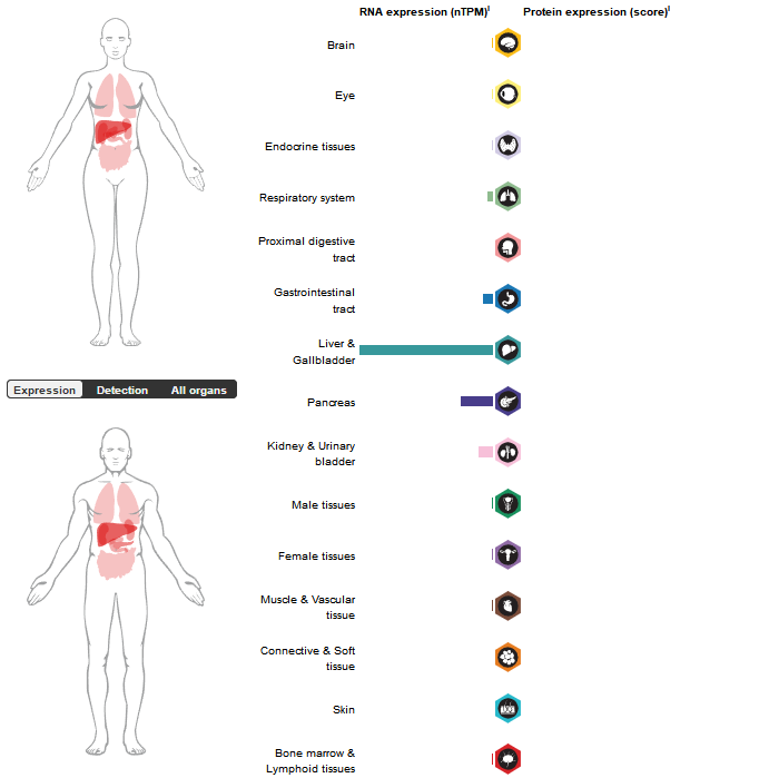 Coagulation factor F11 Coagulation factor F11