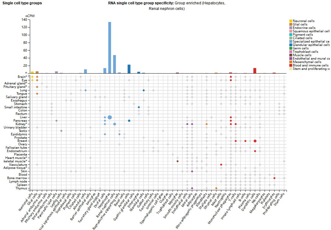 Coagulation factor F11 Coagulation factor F11
