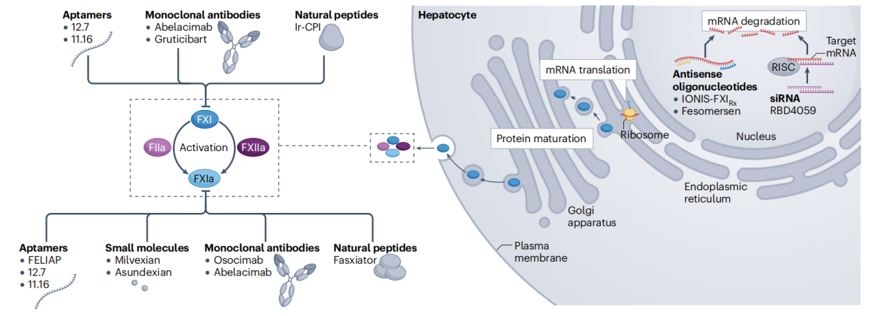 Coagulation factor F11 Coagulation factor F11