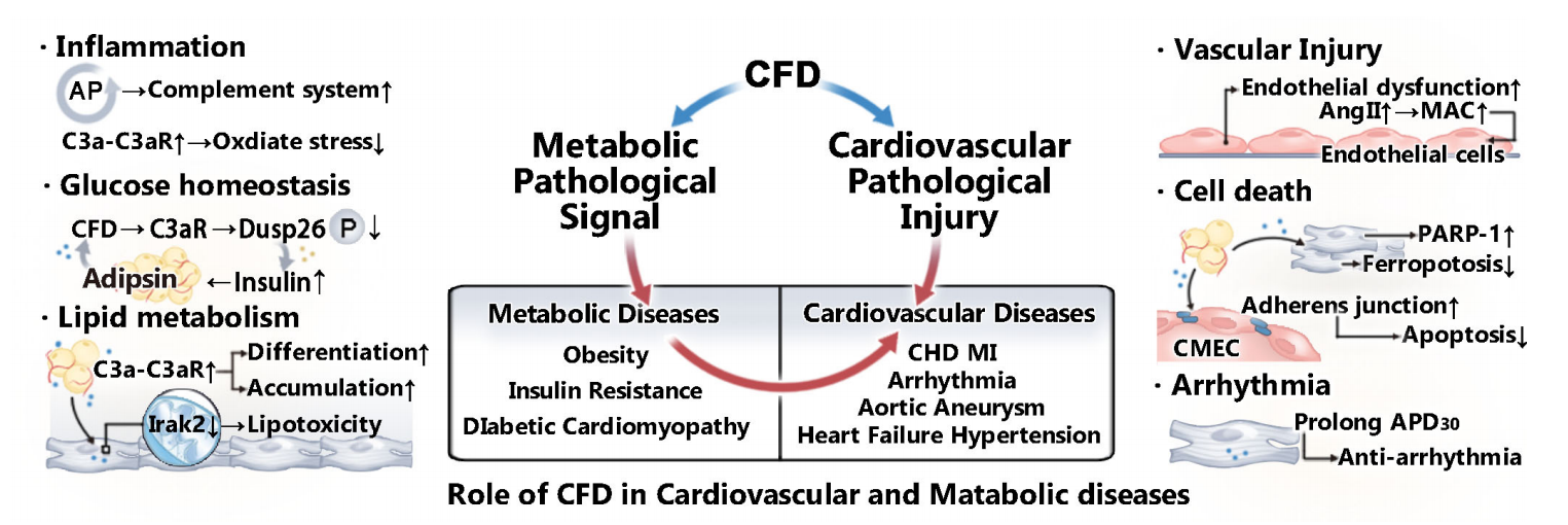 Complement alternative pathway rate limiting enzyme CFD
