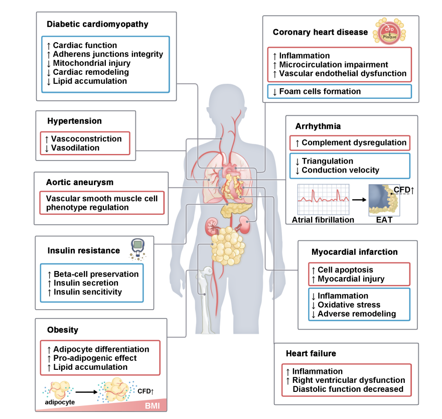 Complement alternative pathway rate limiting enzyme CFD