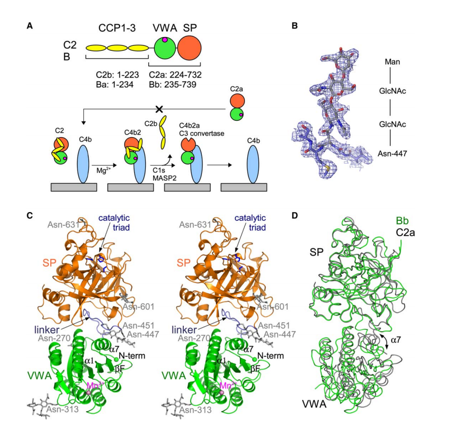 Complement cascade amplification initiation enzyme C2