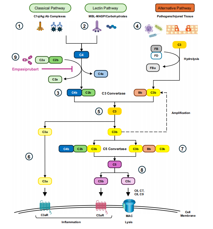 Complement cascade amplification initiation enzyme C2